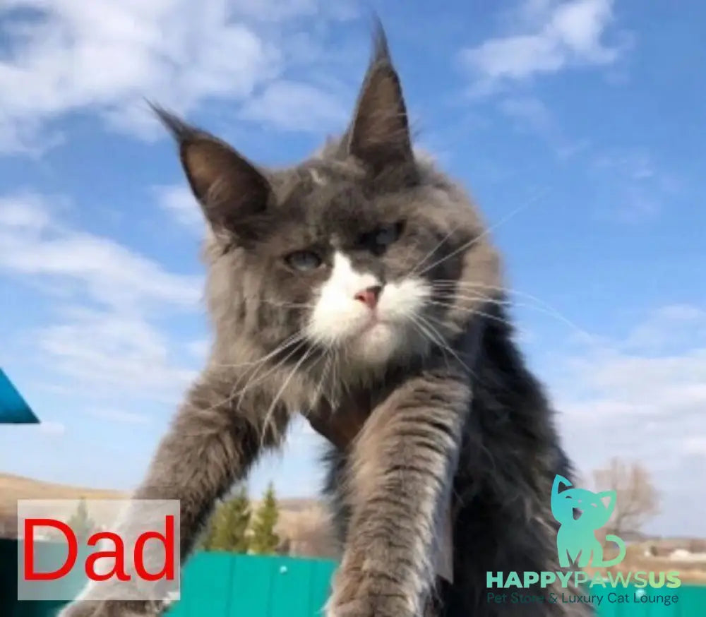 Paradise Maine Coon male blue tabby - live animals