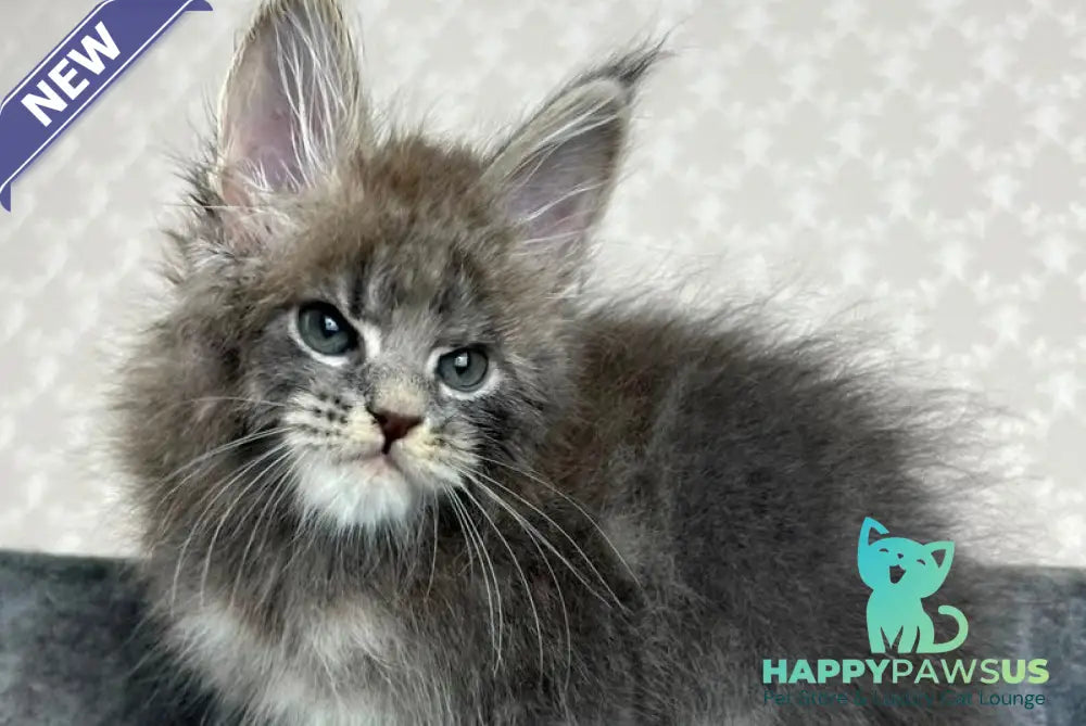 Paradise Maine Coon male blue tabby - live animals