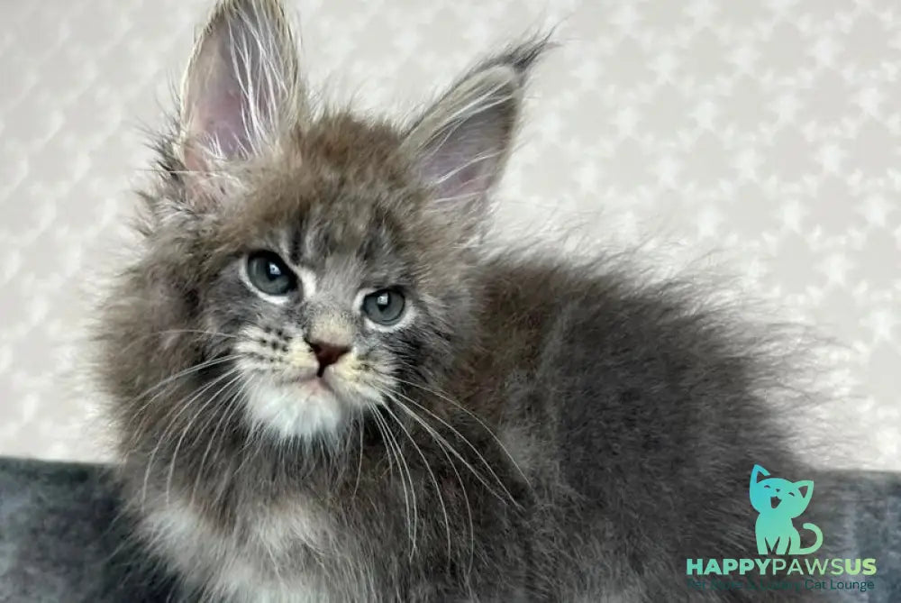 Paradise Maine Coon male blue tabby - live animals