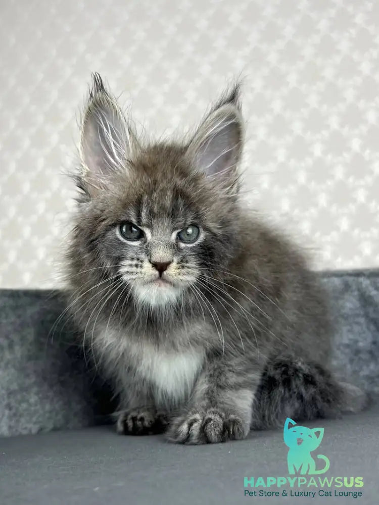 Paradise Maine Coon male blue tabby - live animals