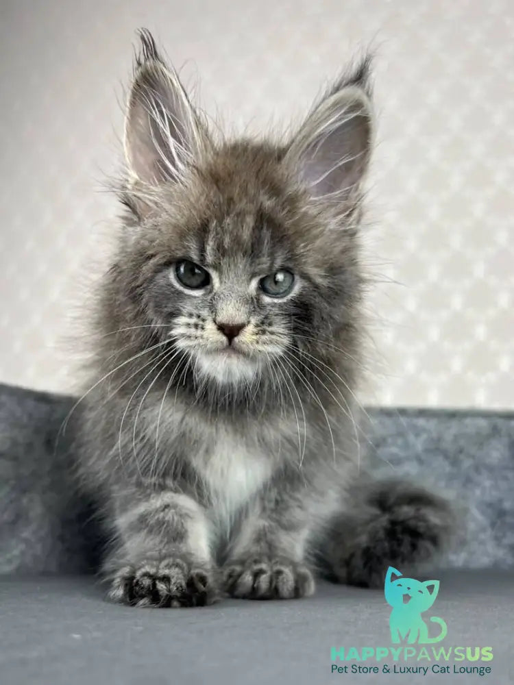 Paradise Maine Coon male blue tabby - live animals