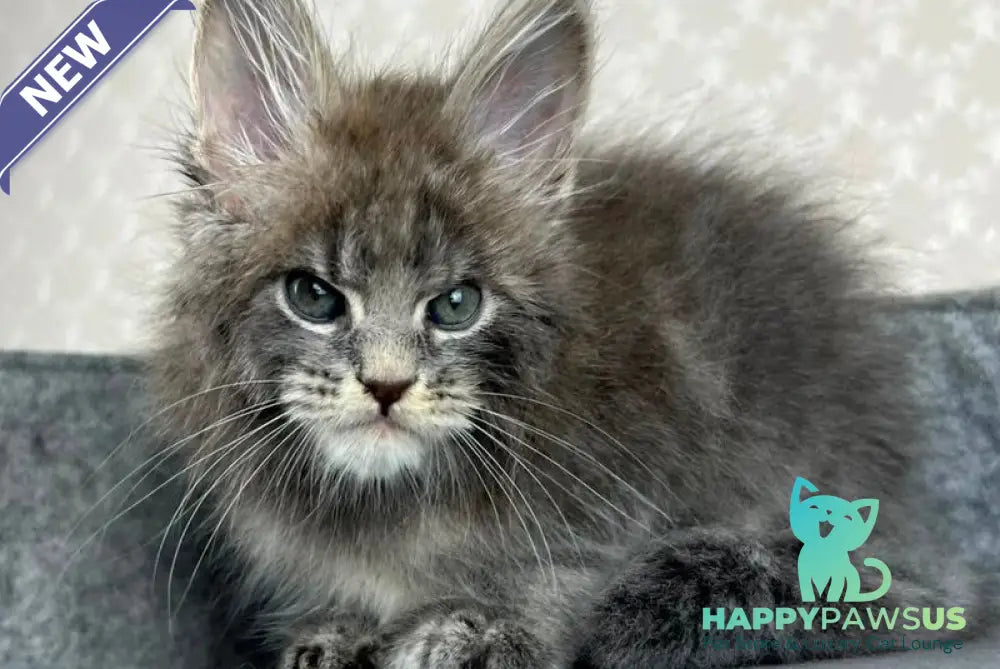 Paradise Maine Coon male blue tabby - live animals