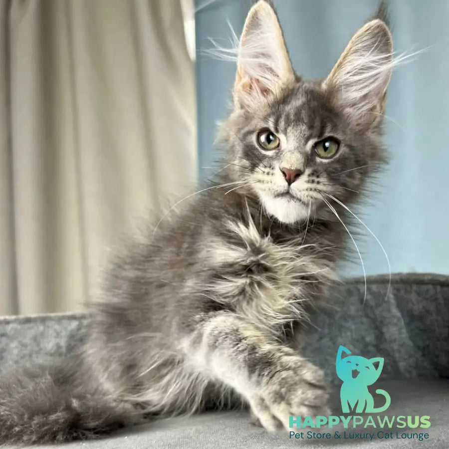 Paradise Maine Coon male blue tabby - live animals