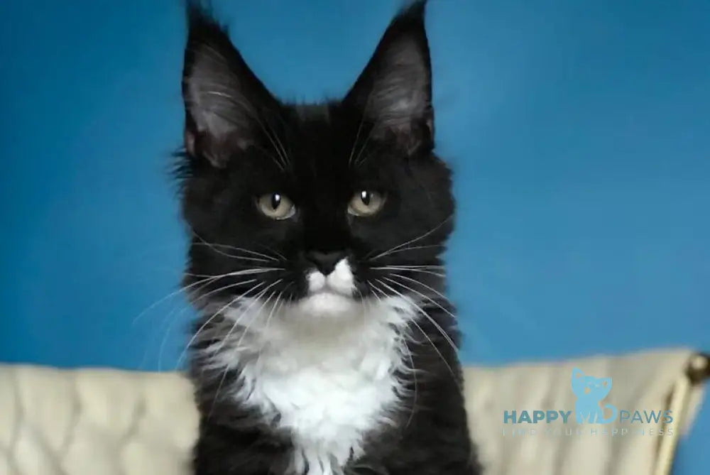 Paris Maine Coon male black bicolour live animals