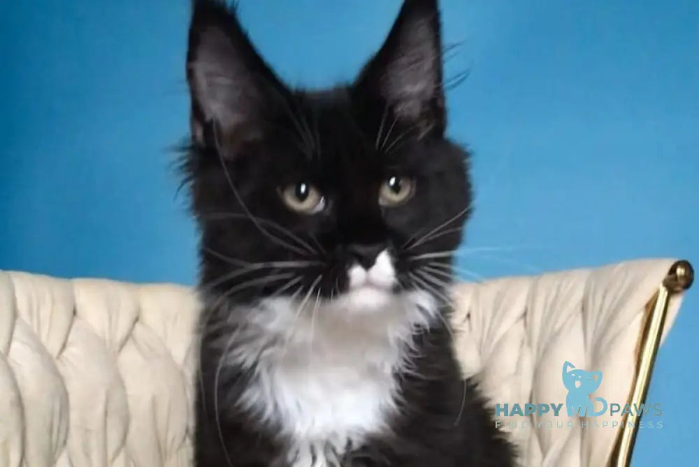 Paris Maine Coon male black bicolour live animals