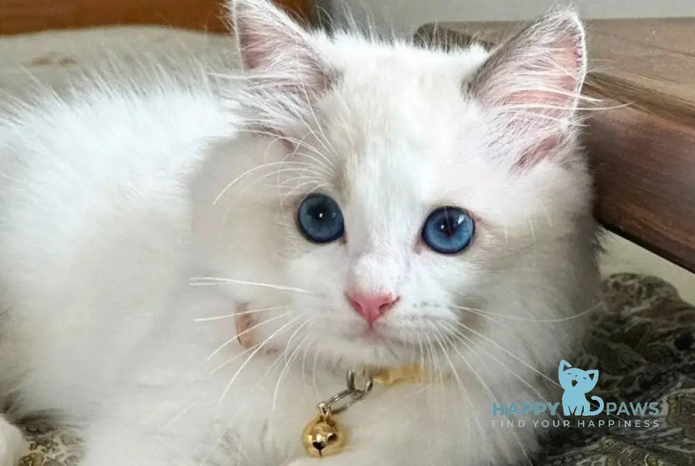 Paris Ragdoll male blue bicolour live animals