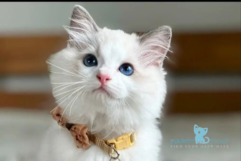 Paris Ragdoll male blue bicolour live animals