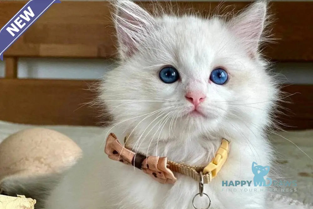 Paris Ragdoll male blue bicolour live animals