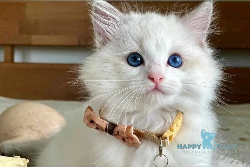 Paris Ragdoll male blue bicolour live animals