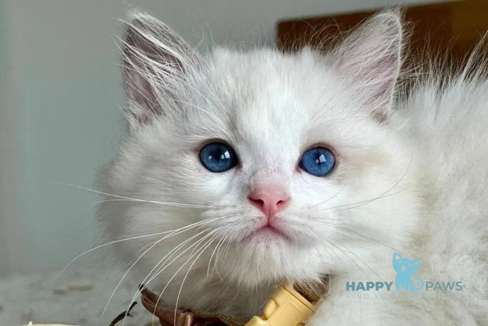 Paris Ragdoll male blue bicolour live animals