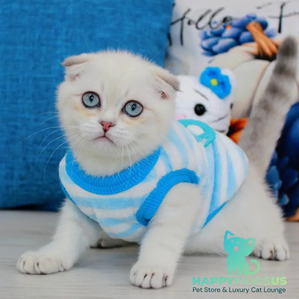 Paris Scottish Fold male blue golden shaded pointed - live animals