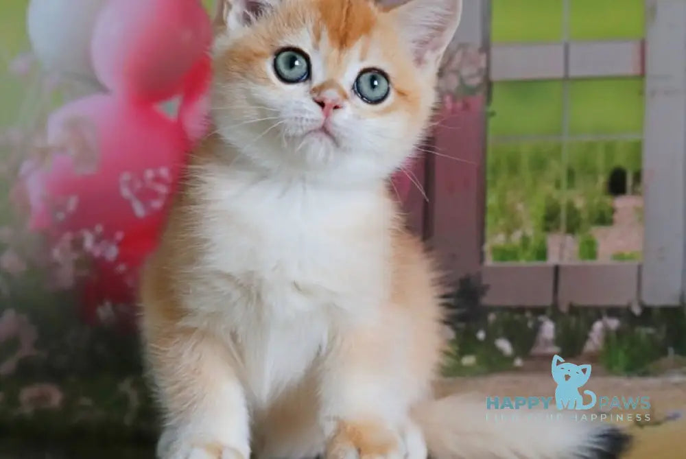 Parker British Shorthair male black golden chinchilla live animals