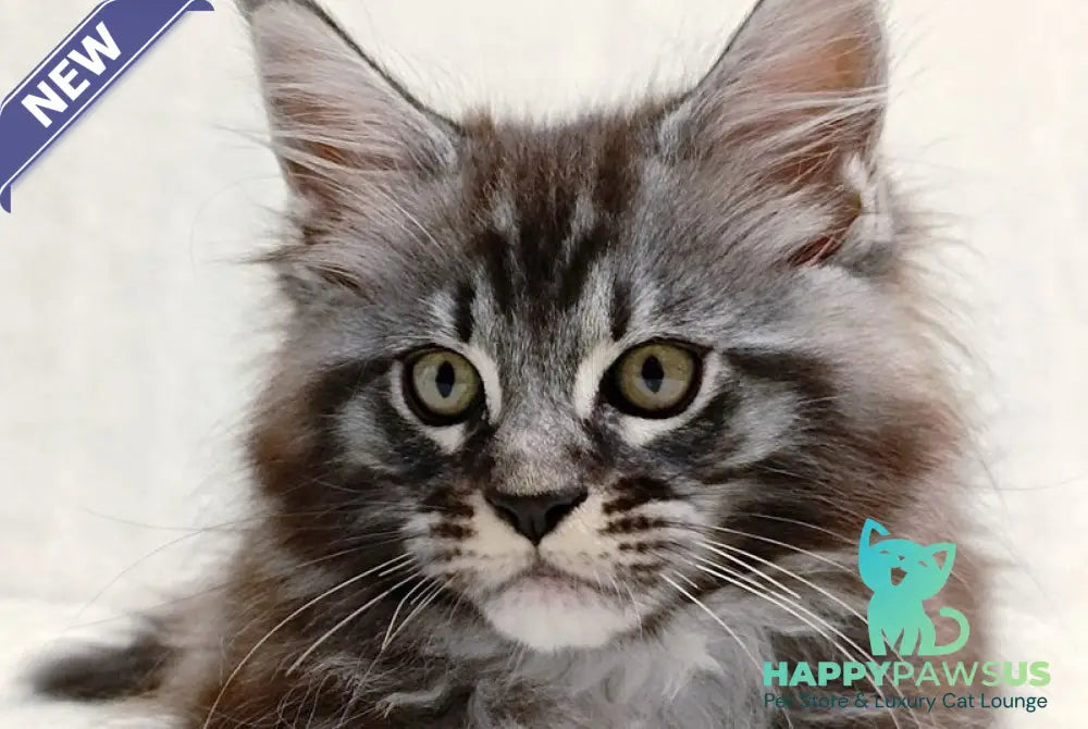 Parker Maine Coon male black silver tabby - live animals