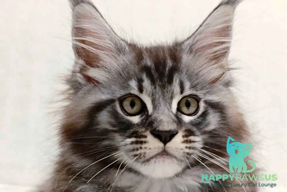 Parker Maine Coon male black silver tabby - live animals
