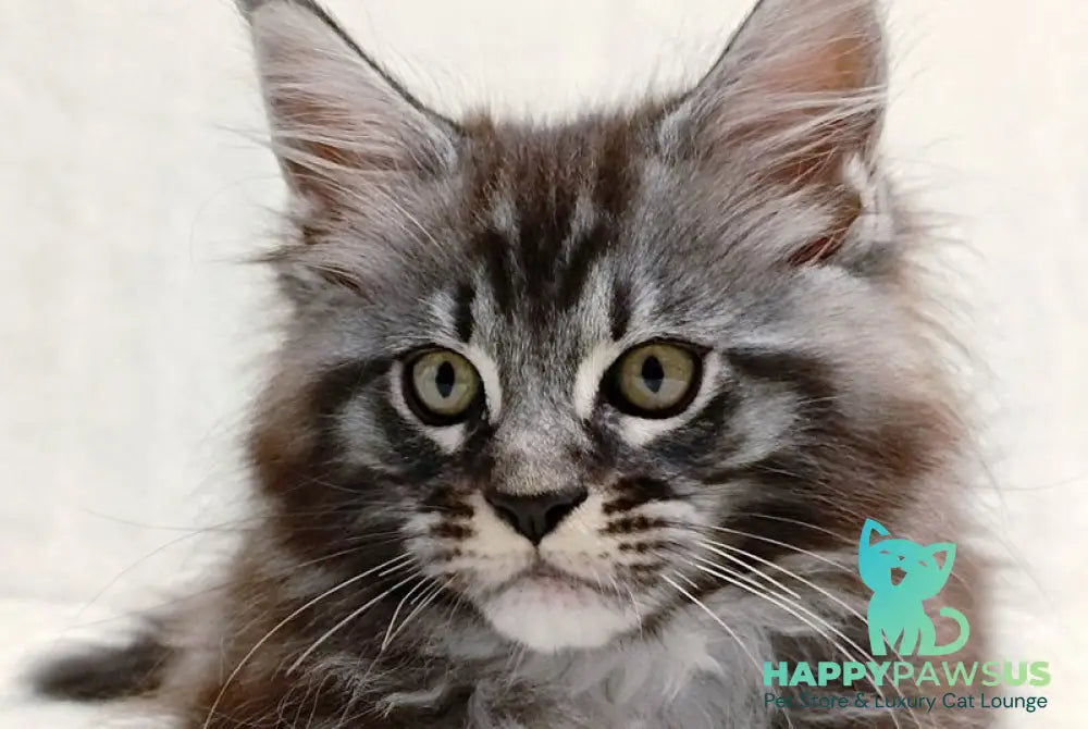 Parker Maine Coon male black silver tabby - live animals