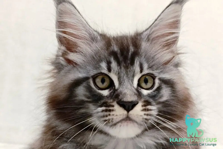 Parker Maine Coon male black silver tabby - live animals