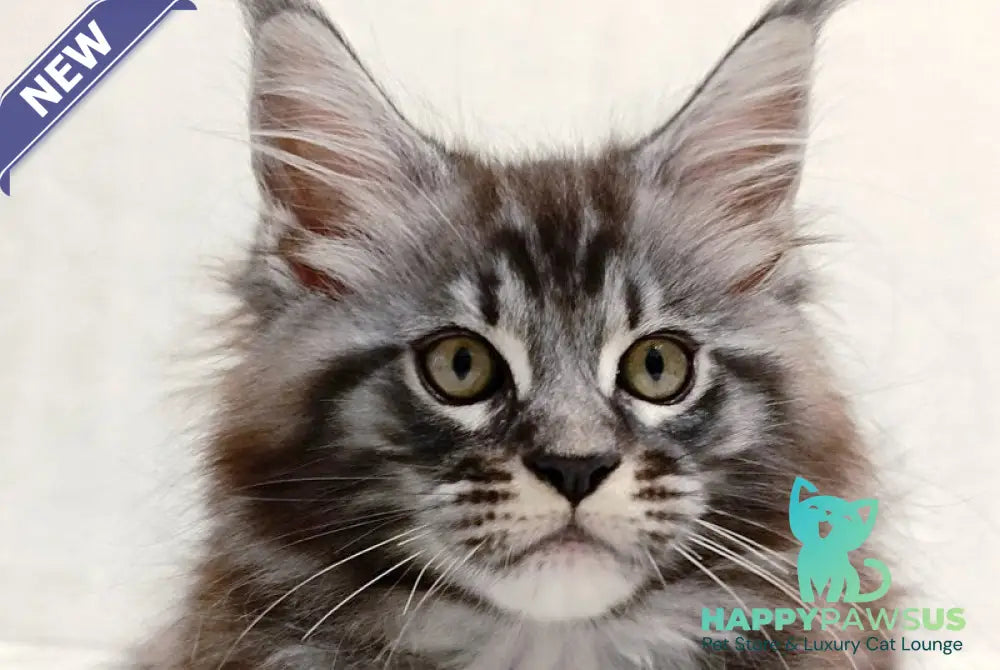 Parker Maine Coon male black silver tabby - live animals