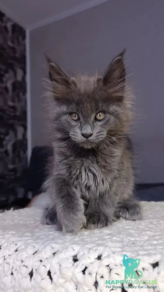 Parker Maine Coon male blue - live animals