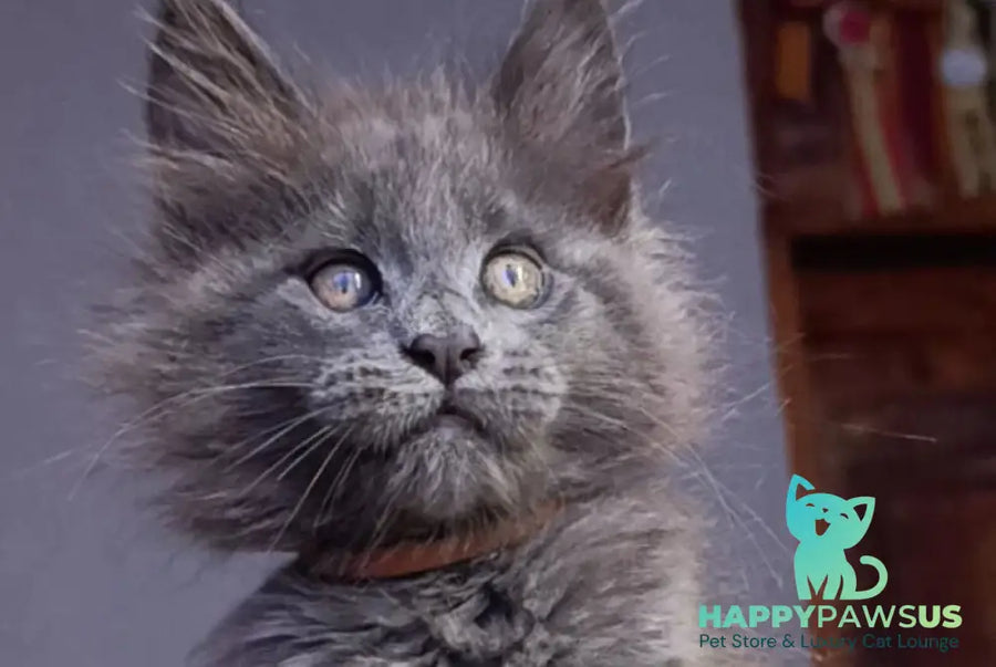 Parker Maine Coon male blue - live animals