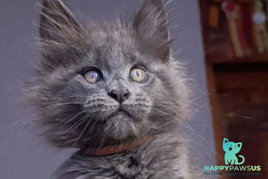 Parker Maine Coon male blue - live animals