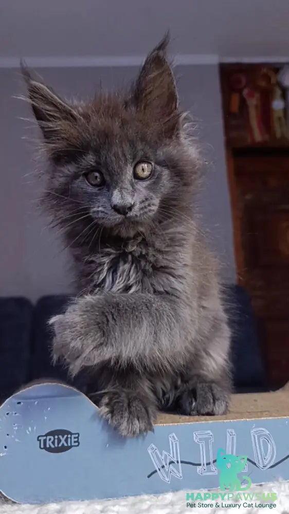 Parker Maine Coon male blue - live animals