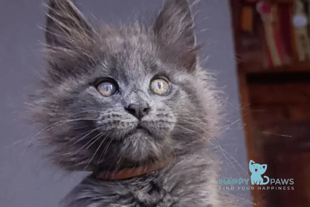 Parker Maine Coon male blue - live animals