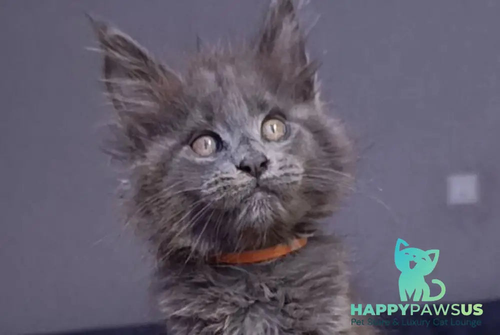 Parker Maine Coon male blue - live animals