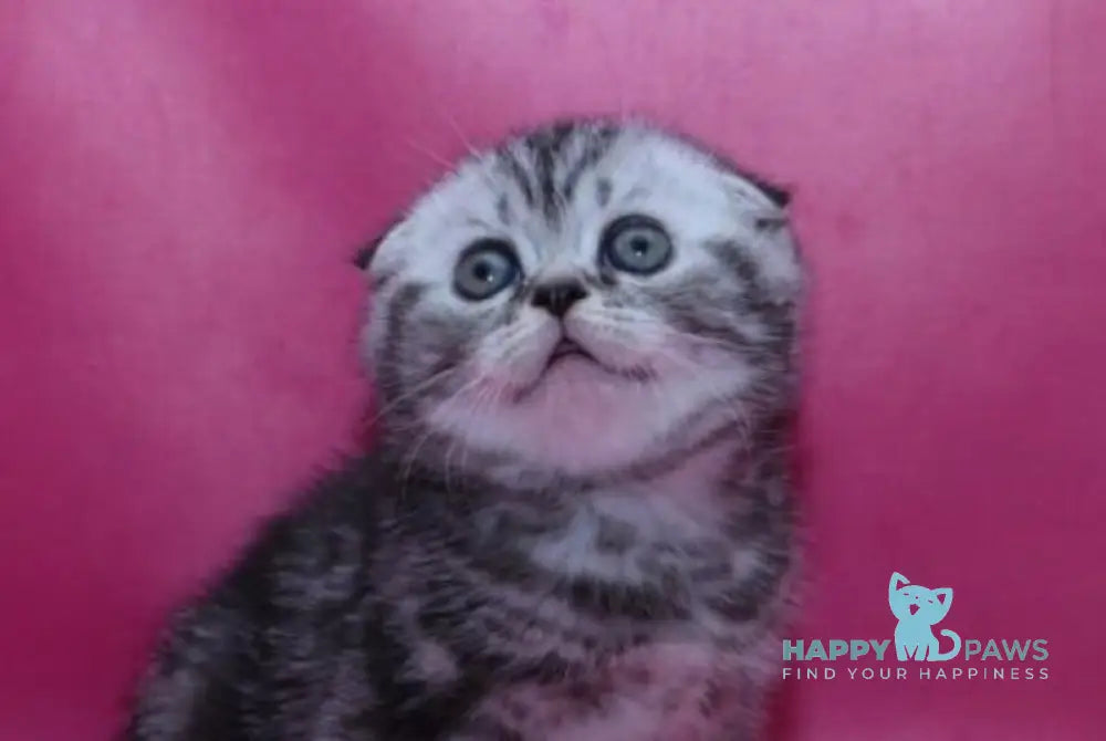 Parker Scottish Fold male black silver tabby live animals