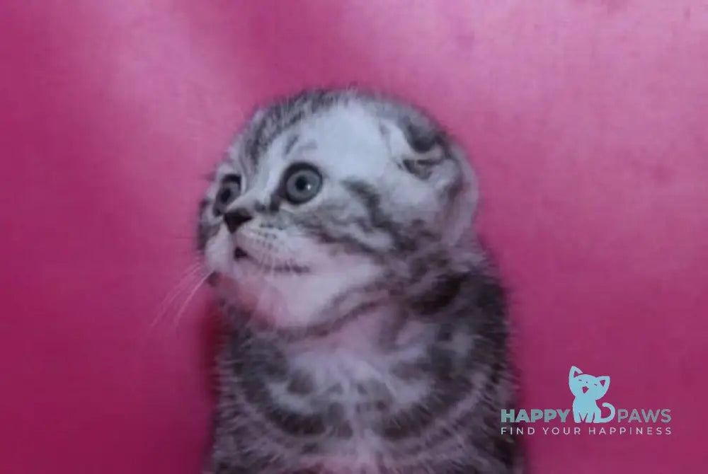 Parker Scottish Fold male black silver tabby live animals