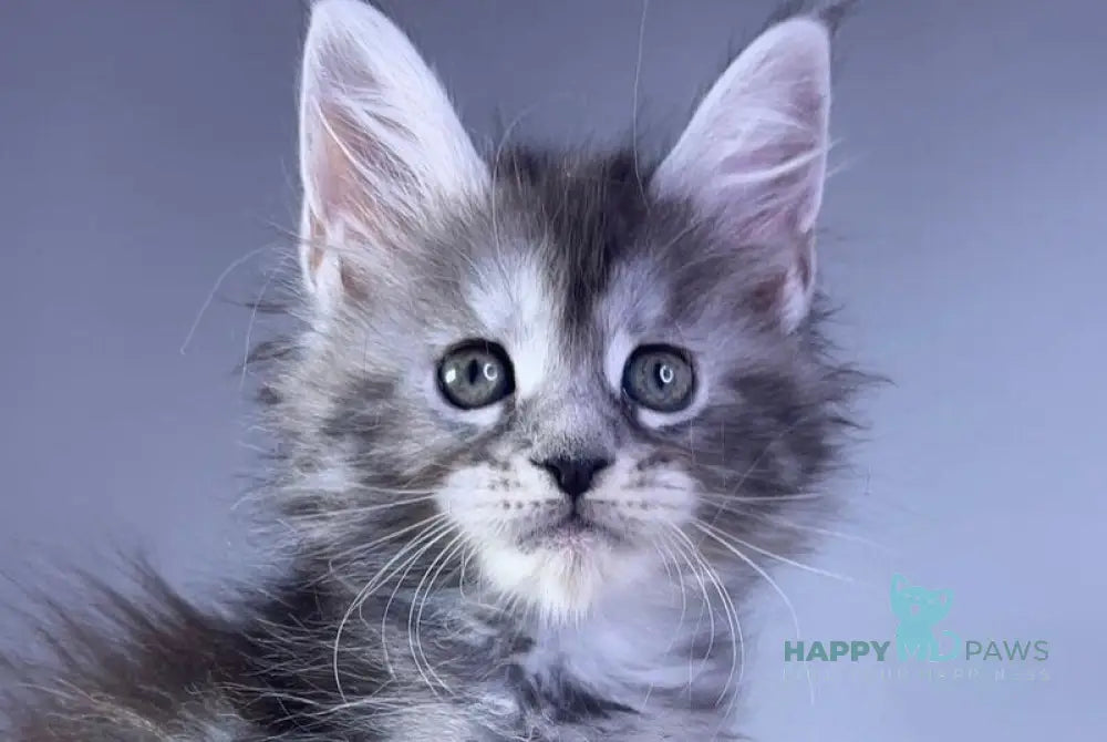 Parma Maine Coon polydactyl female black tortie silver tabby live animals