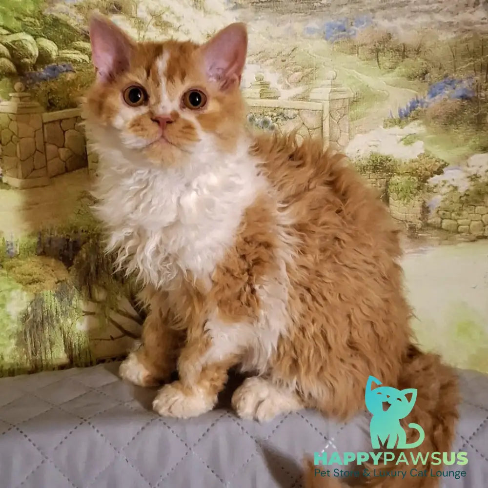 Partos Selkirk Rex male red bicolour - live animals