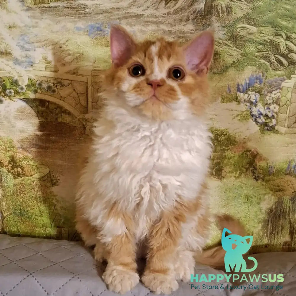 Partos Selkirk Rex male red bicolour - live animals