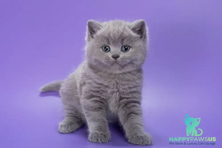 Pascal British Shorthair male blue - live animals