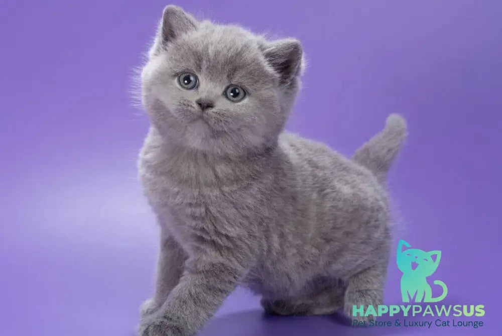 Pascal British Shorthair male blue - live animals