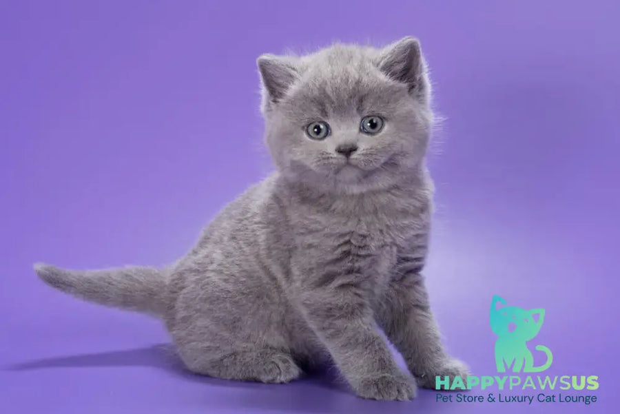 Pascal British Shorthair male blue - live animals