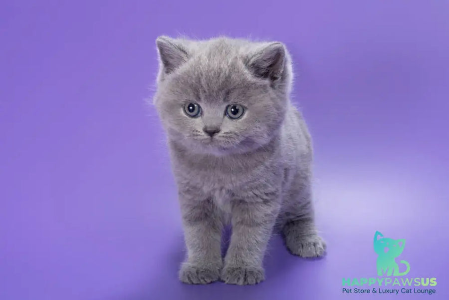 Pascal British Shorthair male blue - live animals
