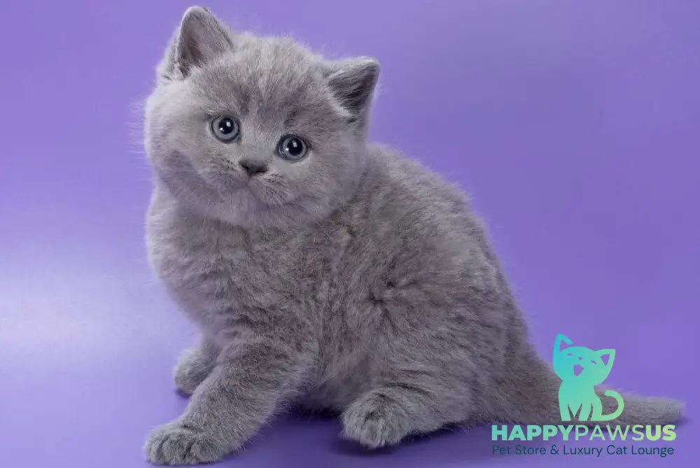 Pascal British Shorthair male blue - live animals