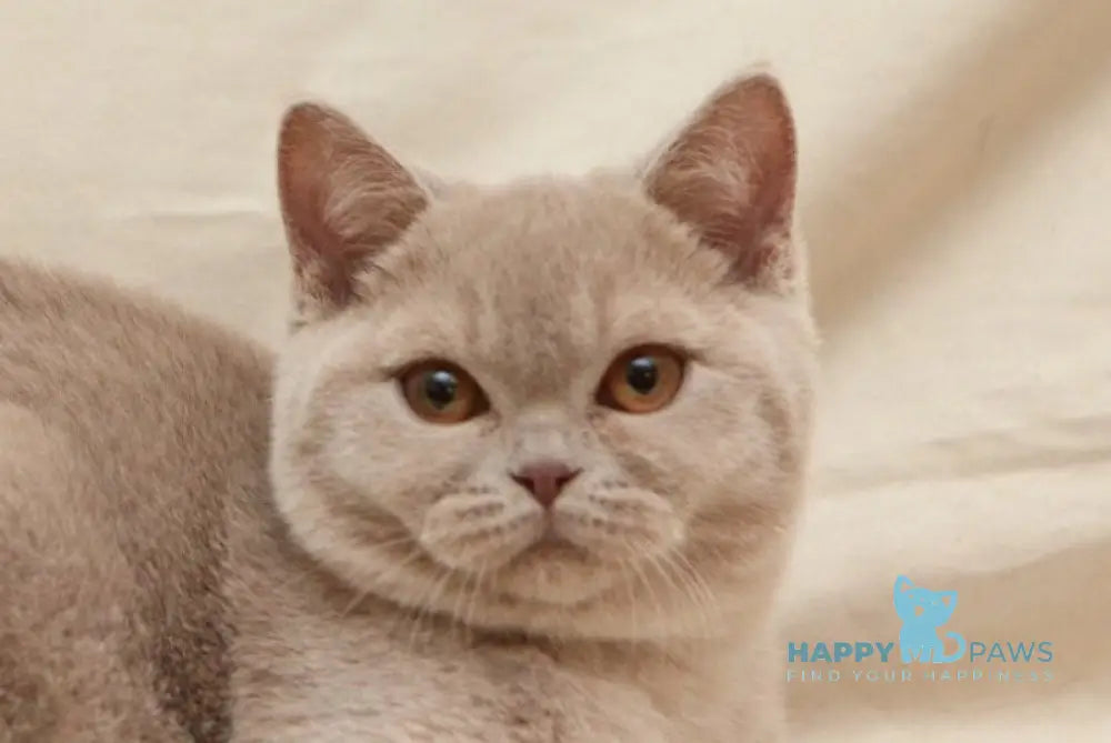 Pascal British Shorthair male fawn live animals