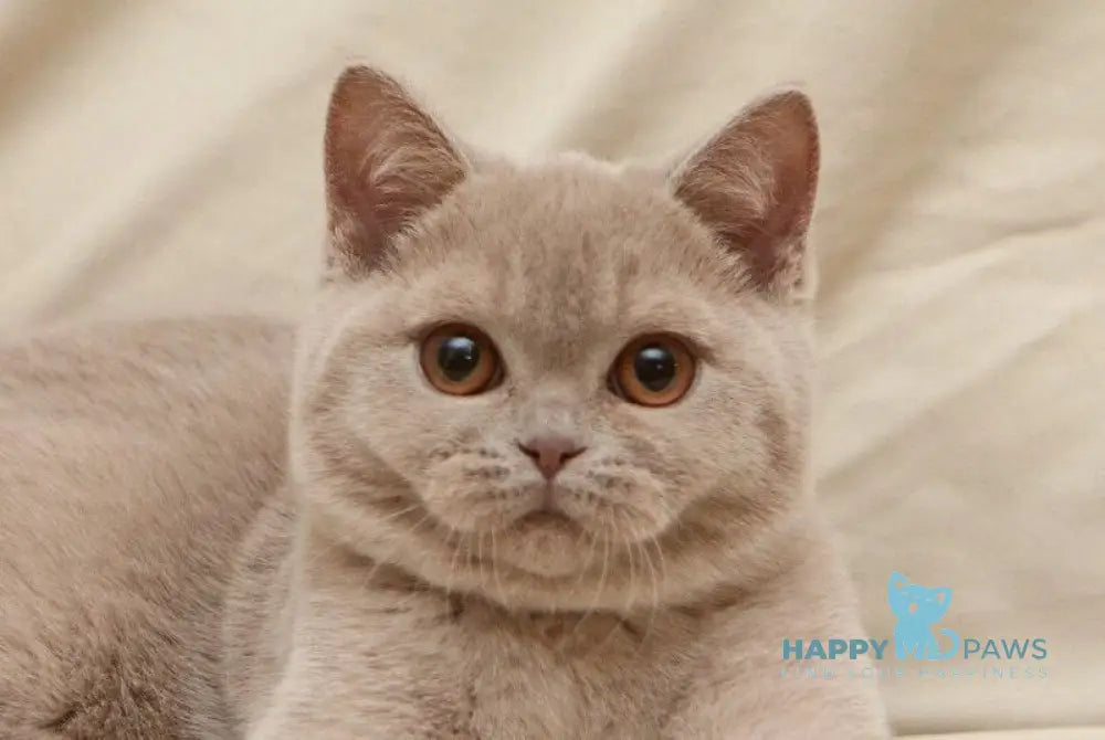 Pascal British Shorthair male fawn live animals