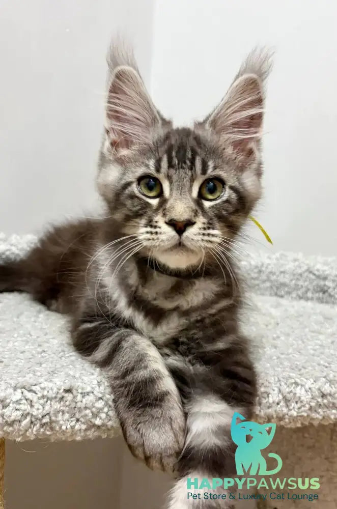 Paskal Maine Coon male black silver tabby live animals