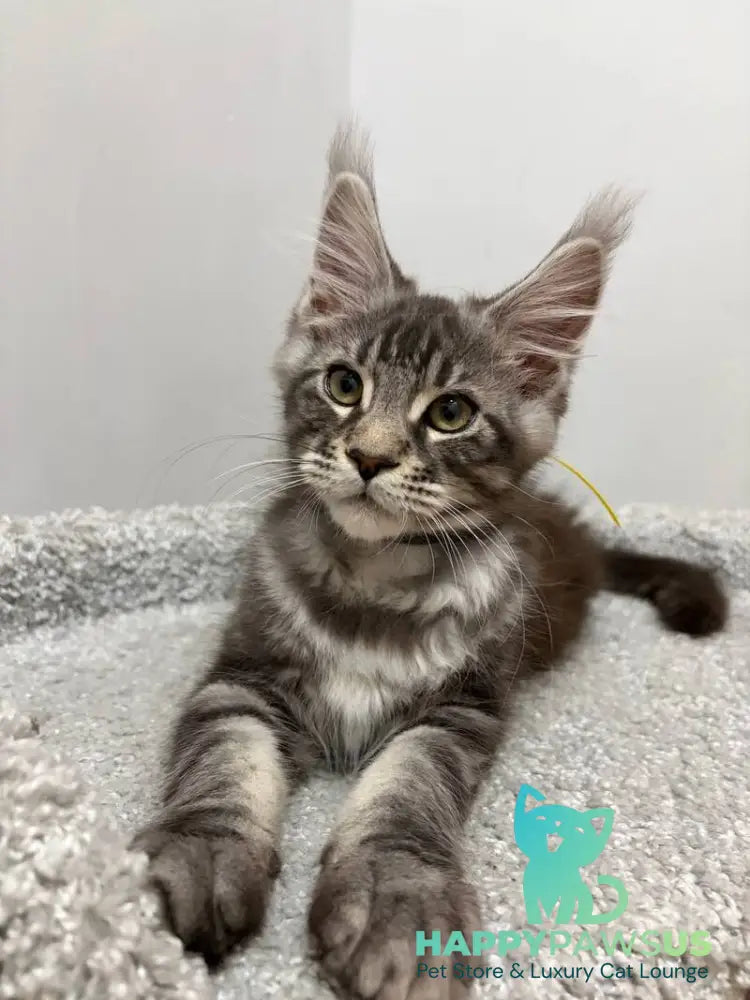 Paskal Maine Coon male black silver tabby live animals