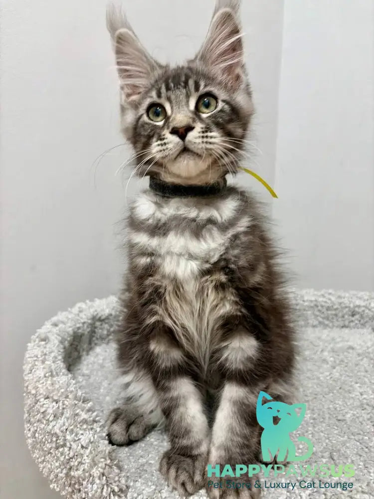 Paskal Maine Coon male black silver tabby live animals