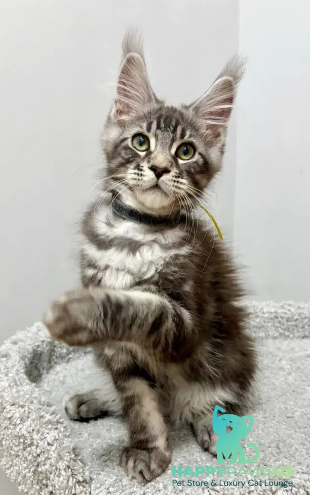 Paskal Maine Coon male black silver tabby live animals