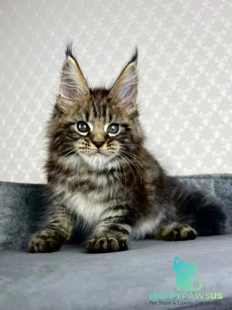 Pathos Maine Coon male black tabby - live animals