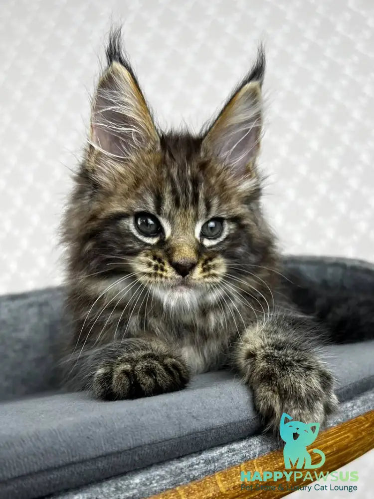 Pathos Maine Coon male black tabby - live animals