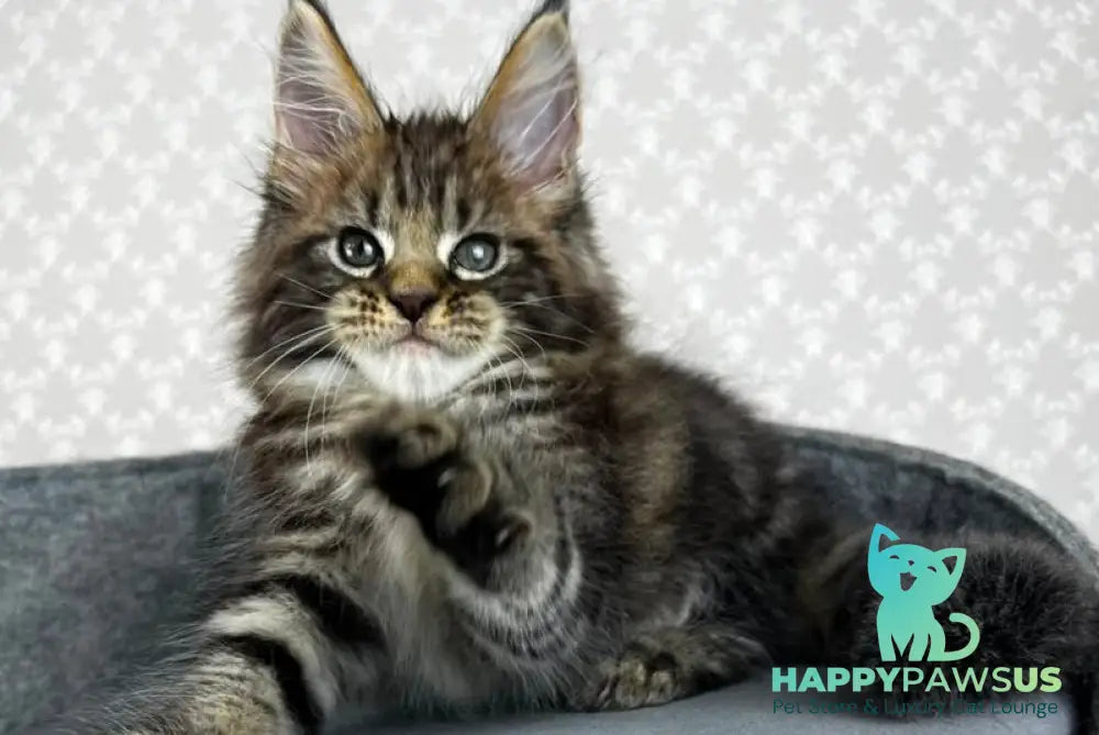 Pathos Maine Coon male black tabby - live animals