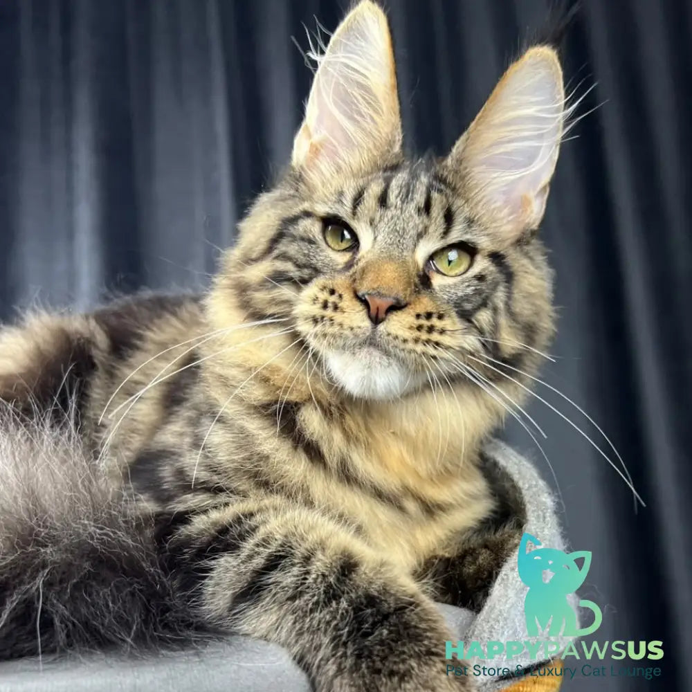 Pathos Maine Coon male black tabby - live animals