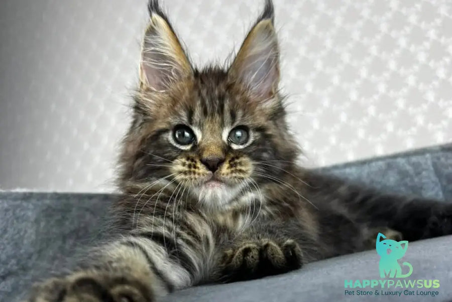 Pathos Maine Coon male black tabby - live animals