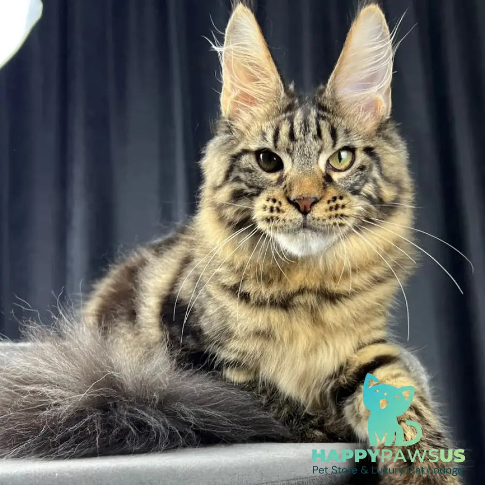 Pathos Maine Coon male black tabby - live animals