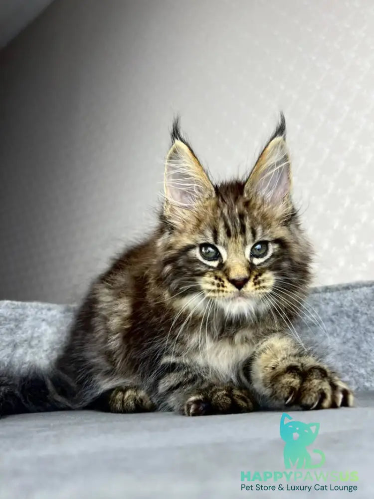 Pathos Maine Coon male black tabby - live animals